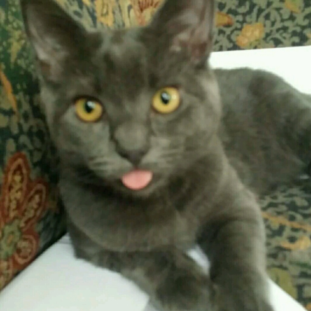 Meet your Posher, Jill